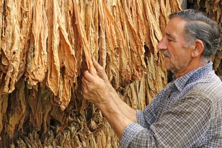 Od liścia do gilzy – pełna droga tytoniu. Jak powstaje produkt, który trafia do Twojej nabijarki?