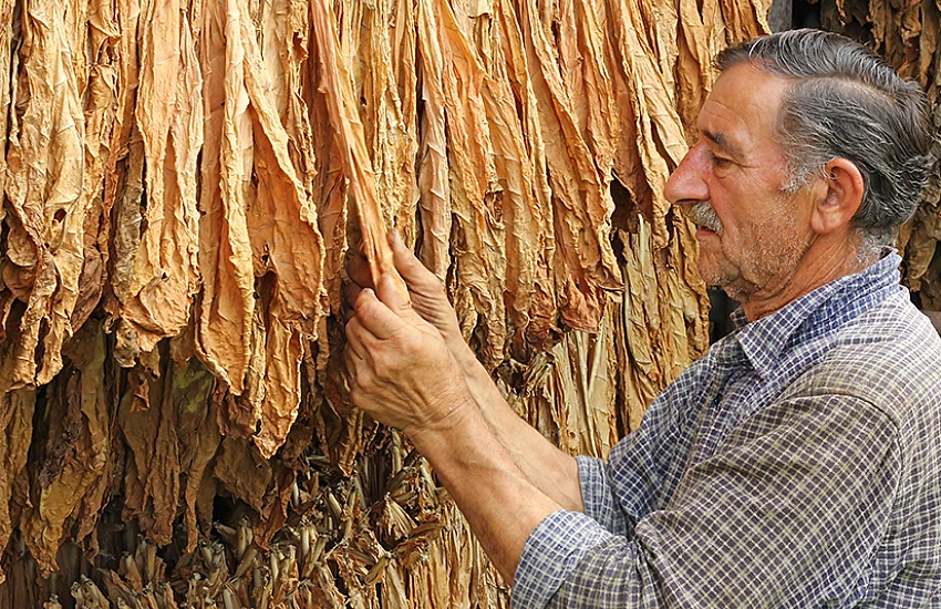 Od liścia do gilzy – pełna droga tytoniu. Jak powstaje produkt, który trafia do Twojej nabijarki?